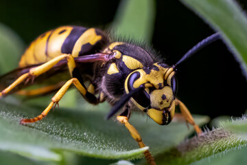 Yellow Jacket Wasp