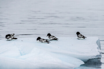 Close-up of a group of Cape Petrels - Daption capense- resting on an iceberg near Danco Island, on the Antarctic Peninsula