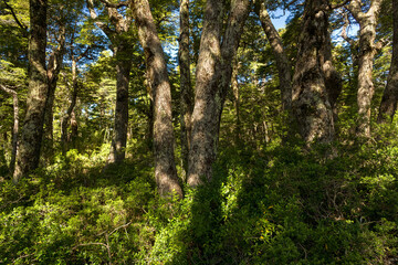Fototapeta premium Forest in Southern Chile in the Auraucania Region