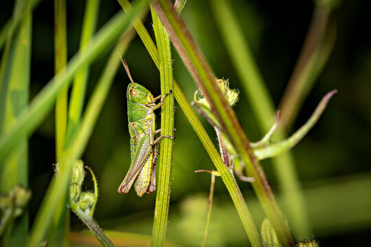 A grasshopper in a meadow - Powered by Adobe