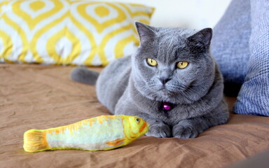 A gray Scottish straight-eared funny cat lies on a brown pillow with her yellow toy fish.