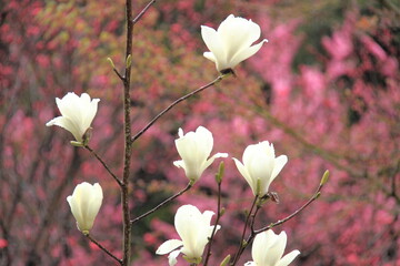 Magnolia blossoms in springtime, with delicate white petals set against a vibrant pink background, capturing the serene beauty of nature.
