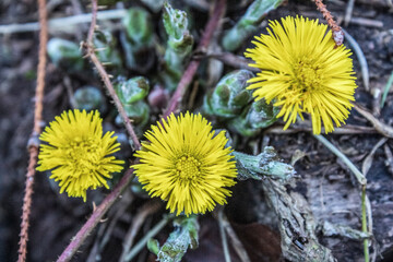 Macro  - Forest - Europe, Romania, Suceava region