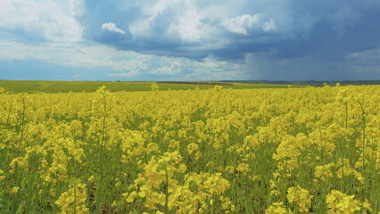 Yellow Flower Blossom Rapeseed Canola Agriculture Field. Blooming Canola Flowers. Flowering Bright Yellow Canola Field. Field With A Yellow Bloom.