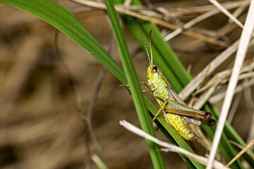 A grasshopper in a meadow