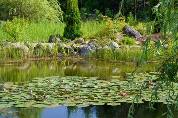 A tranquil pond adorned with vibrant green lily pads and blossoming pink water lilies, surrounded by lush greenery and tall reeds in a serene garden