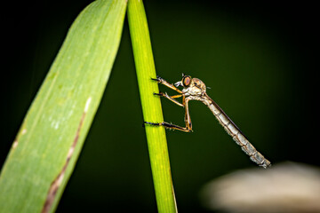 A Robber Fly at a leave