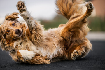 Aussie who Roll 