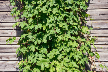 Images from Otternes 