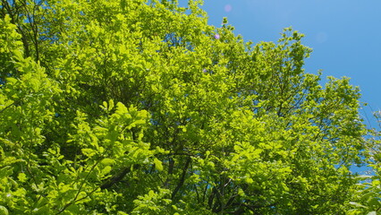 Fototapeta premium Branch With Green Leaves On Blue Sunny Sky Background. Tops Of Trees In Forest Through Branches Of Which You Can See Blue Sky.