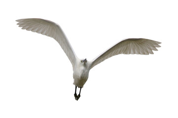 Beautiful Eastern great egret flying isolated on transparent background png file