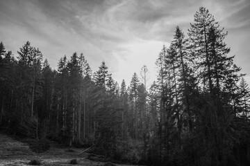 Landscapes - Forest - Europe, Romania, Suceava region