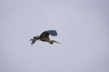 bird, flying, flight, sky, fly, osprey, nature, wildlife, eagle, hawk, blue, wings, animal, wing, raptor, wild, prey, feather, red, falcon, soaring, predator, black, crow, red kite