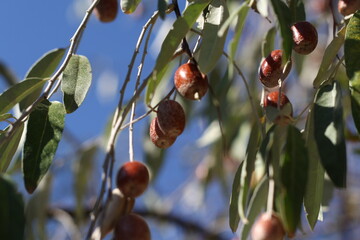olive branch