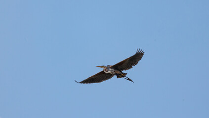 bird, flying, flight, sky, fly, osprey, nature, wildlife, eagle, hawk, blue, wings, animal, wing, raptor, wild, prey, feather, red, falcon, soaring, predator, black, crow, red kite