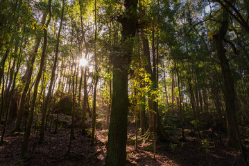 Rays of the sun penetrating between the branches of the trees in the Enchanted Forest, Aldan region, Cangas, Galicia.