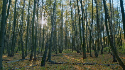 Obraz premium Beautiful forest. Scenic autumn panorama with sun shining through gold foliage. Timelapse.