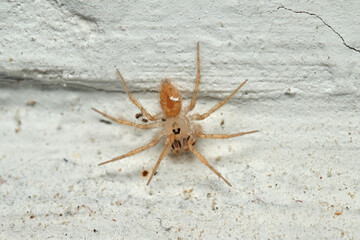 close up of spider on the wall