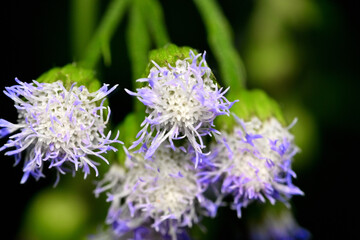 Close up of Tropic Ageratum