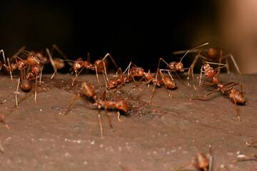 red ant on the ground