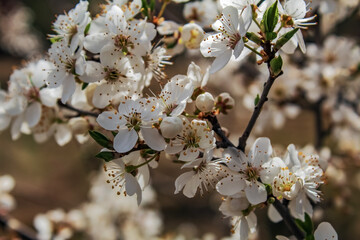 Landscapes - Macro  - Forest - Europe, Romania, Suceava region