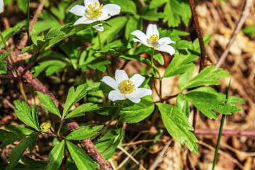 Landscapes - Macro  - Forest - Europe, Romania, Suceava region