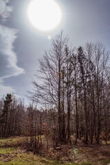 Landscapes - Macro  - Forest - Europe, Romania, Suceava region