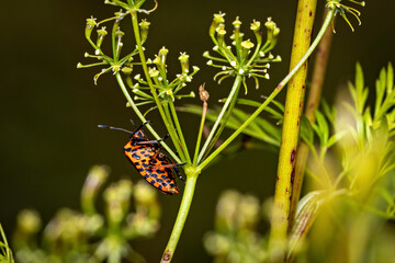 An europea striped shield bug