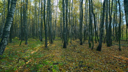 Obraz premium Colourful autumn forest trees in sun. Autumn forest panorama in sunlight. Pan.