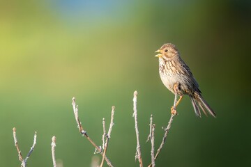 Fototapeta premium Close-up of a corn bunting perched on a branch with a blurred green background. Germany
