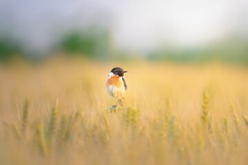 Male European stonechat perched on wheat in a golden field with a blurred background. Germany