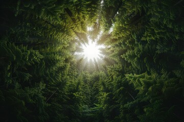 Mystical Forest Landscape with Sunbeams Breaking Through Canopy, Ethereal Nature Photography, Otherworldly Outdoors Scene, Supernatural Light