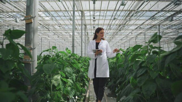 Agricultural engineer, biologist in lab coat with tablet walks between rows of growing bell peppers in greenhouse. Bioengineer, scientist collects data for research on new variety pepper in greenhouse