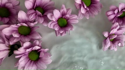 Chrysanthene flowers floating in water. Purple blooms of chrysanthemum in water. Super slow motion - Powered by Adobe