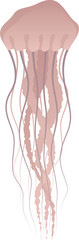 Jellyfish or medusa isolated vector illustration. Marine sea jellies. Underwater animal clip art. Sea ocean life.