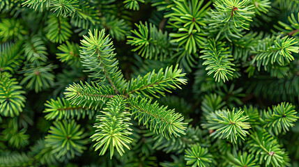 fresh green pine needles and young evergreen sprigs of a holiday tree.Generative AI