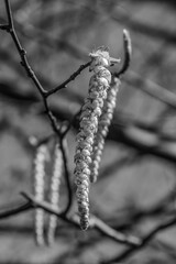 Macro  - Forest - Europe, Romania, Suceava region