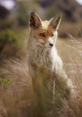 beautiful red fox sitting in the grass looking at something
