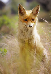 red fox sitting behind some grass in yellow day light