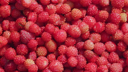 Useful wild berries. Forest tasty berry harvest. Summer strawberry harvest. Close up.