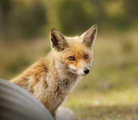 litte red fox curious looking at the camera