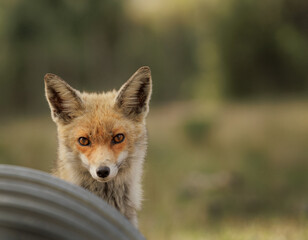 Little red fox looking at the camera, hiding 