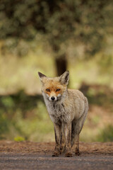 red fox standing on a road looking at the camera