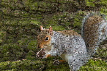 Grey Squirrel Holding a Large Acorn on a Mossy Tree.