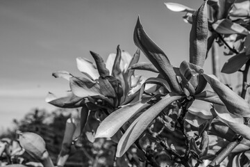 Macro  - Forest - Europe, Romania, Suceava region