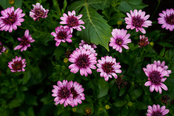 Pink and purple daisy flowers blooming in an outdoor garden space.