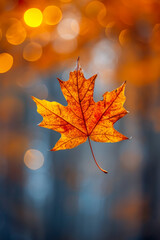 Fototapeta premium autumn maple leaf falling, high quality photo, blurred background