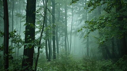 Fototapeta premium A serene forest scene featuring a thick canopy of green trees, perfect for use in environmental or nature-themed contexts