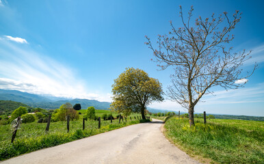 Country road with tree in south of France