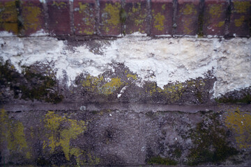 Mossy Brick Walls. Mosses on red wall background. High quality photo